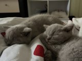 Scottish fold ve British shorthair dişi yavru