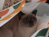 British shorthair