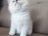 BRİTİSH ANNEDEN BEYAZ mavi gözlü CİNS KEDİ 