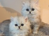 Chinchilla tüy yumağı yavrularımız çok tatlı