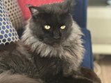 Maine Coon 5 yaşında erkek