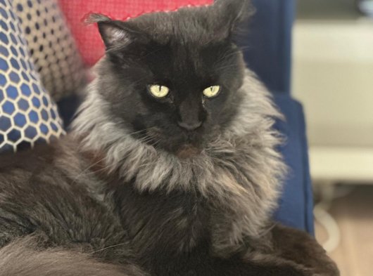 Maine Coon 5 yaşında erkek