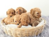 Toy Poodle güzel bebişler peluş gibiler