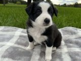 Border Collie yavrumuz