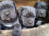 Üç aslan ilanda! Erkek Cane Corso yavrularımız