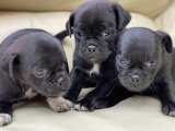 Pug yavrularımız çok tatlı