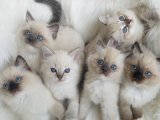 Güzelliğin zirvesinde Ragdoll safkan yavrularımız
