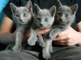 Şeker mi şeker Russian Blue yavru kediler