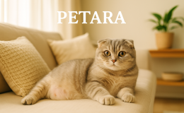 Scottish Fold kedilerin hamile olduğu nasıl anlaşılır?