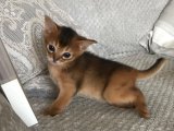 Abyssinian (Habeş Kedisi) yavru İstanbul