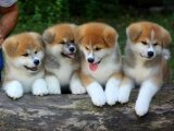 Şecereli Akita İnu yavrularımız birbirinden güzeller