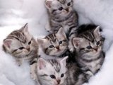 American Shorthair Rüyası yavru kediler