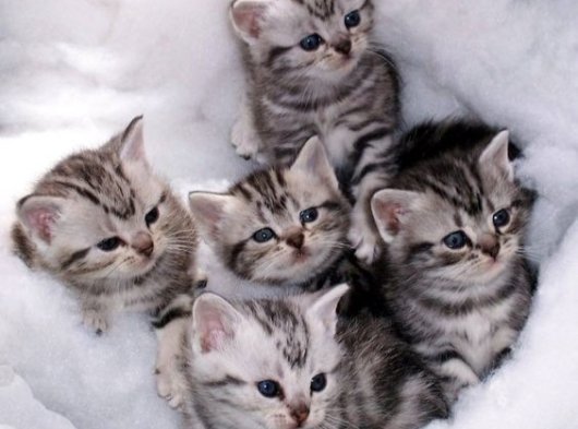 American Shorthair Rüyası yavru kediler