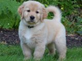 Golden Retriever prenses sahibini arıyor