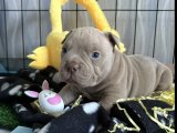 Dişi American Bully yavrumuz