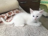 Dişi Van Kedisi yavru bembeyaz