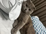 AŞILARI TAM OLAN TATLI KEDİMİZE EŞ ARIYORUZ