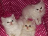 Chinchilla güzelliği dişi erkek İstanbul