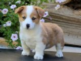 Sevgi seli Corgi yavrumuz