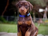 Erkek Doberman yavrumuz satışta
