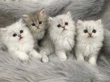Tüylü peri İran Kedisi dişi&erkek yavrularımız