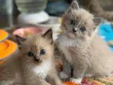 Dişi ve Erkek Ragdoll yavrularımız İstanbul