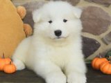Kartopu Samoyed güzelliği yavrumuz