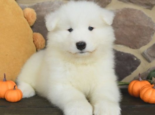 Kartopu Samoyed güzelliği yavrumuz