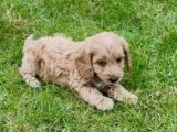 Minik Cockapoo yavrumuz sizlerle