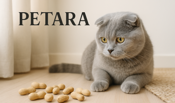 Scottish Fold kediler fıstık yer mi?