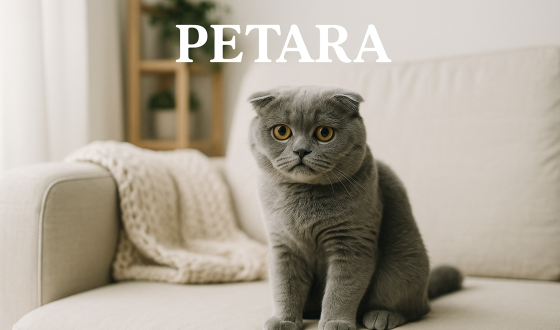 Scottish Fold kediler gaz çıkarır mı?