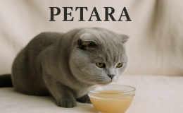 Scottish Fold kedilere kemik suyu verilir mi?