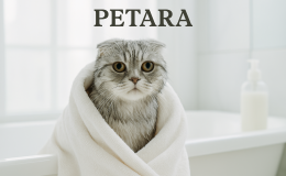 Scottish Fold kediler nasıl yıkanır?