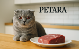 Scottish Fold kediler et yer mi?