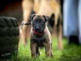 Değer Bilenlere Belçika Malinois