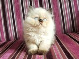 Çok özel British Longhair Chocolate Point erkek yavrumuz