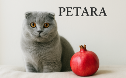 Scottish Fold kediler nar yer mi?