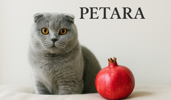 Scottish Fold kediler nar yer mi?