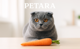Scottish Fold kediler havuç yer mi?