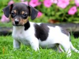 Jack Russell Terrier oğlumuz