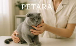 Scottish Fold kedileri ne sıklıkta veteriner kontrolünden geçmelidir?