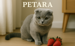 Scottish Fold kediler çilek yer mi?