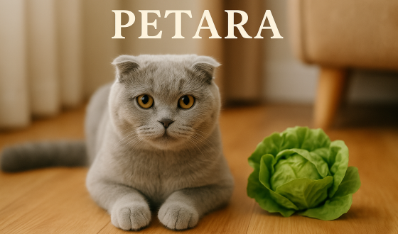 Scottish Fold kediler marul yer mi?