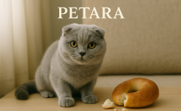 Scottish Fold kediler simit yer mi?