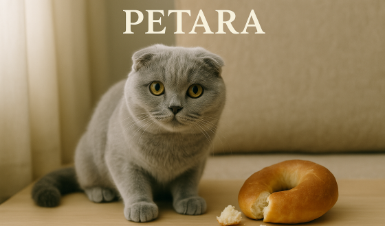 Scottish Fold kediler simit yer mi?