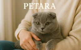 Scottish Fold kediler kucak sever mi?
