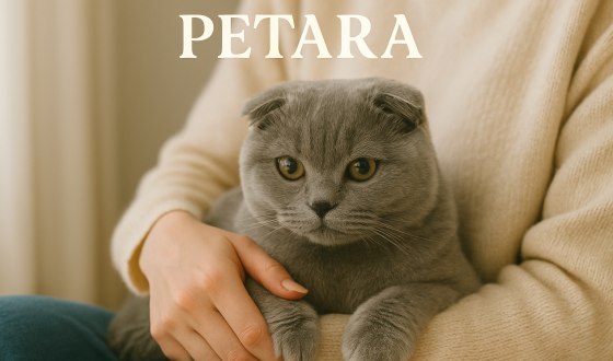 Scottish Fold kediler kucak sever mi?