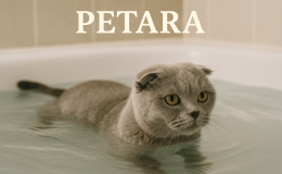 Scottish Fold kediler yüzebilir mi?