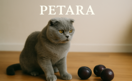 Scottish Fold kediler erik yer mi?