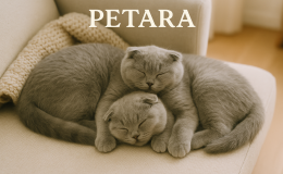 Scottish Fold kediler yavrularını yer mi?